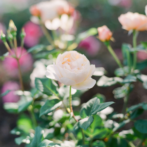 5000 Bi-Color Rose Petals