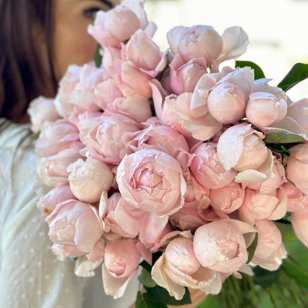 Peony Pink Rose Bush