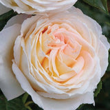 Top Cream™ Rose Bush