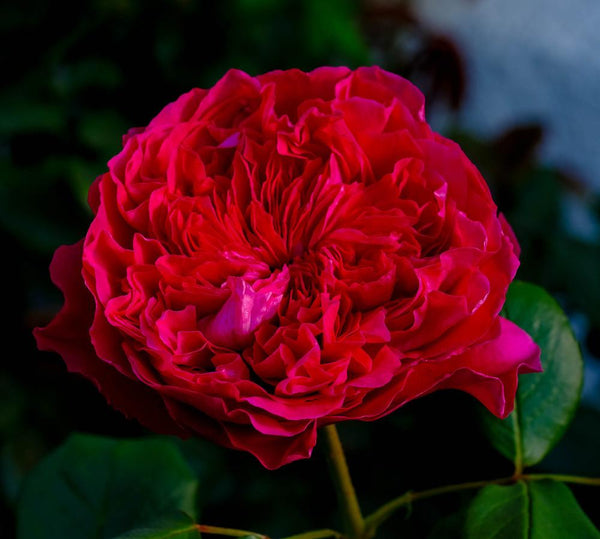 Rouge Royale™ Rose Bush