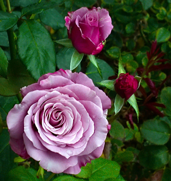 Neptune™ Rose Bush