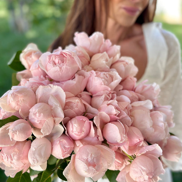 Peony Pink Rose Bush