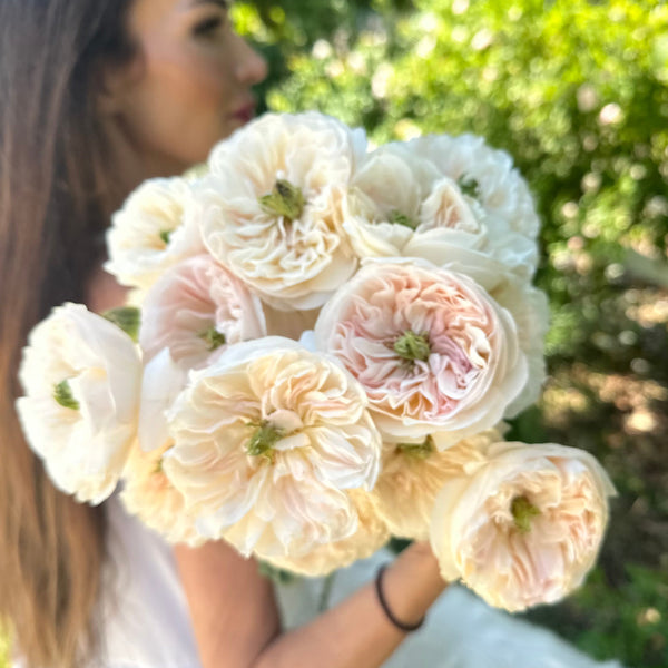 Stanley Abbey Rose Bush