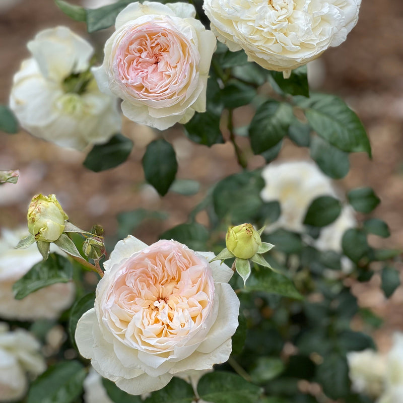 Bolero™ Tree Rose Bush