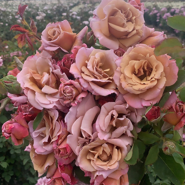 Connie's Sandstorm Rose Bush