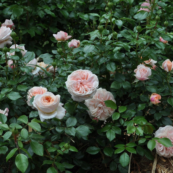 Veranda® Cream™ Rose Bush