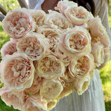 Chiffon™ Rose Bush