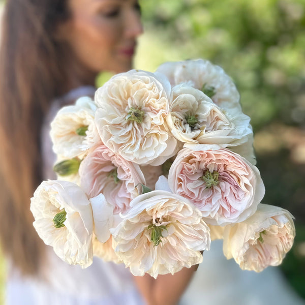 Stanley Abbey Rose Bush