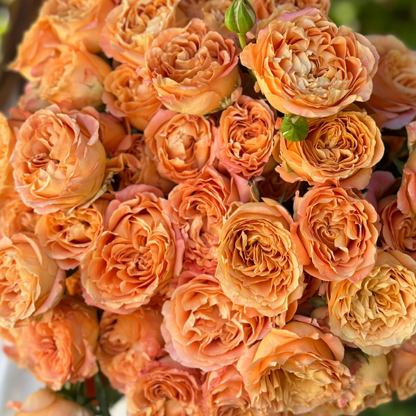 Apricot Lace Rose Bush