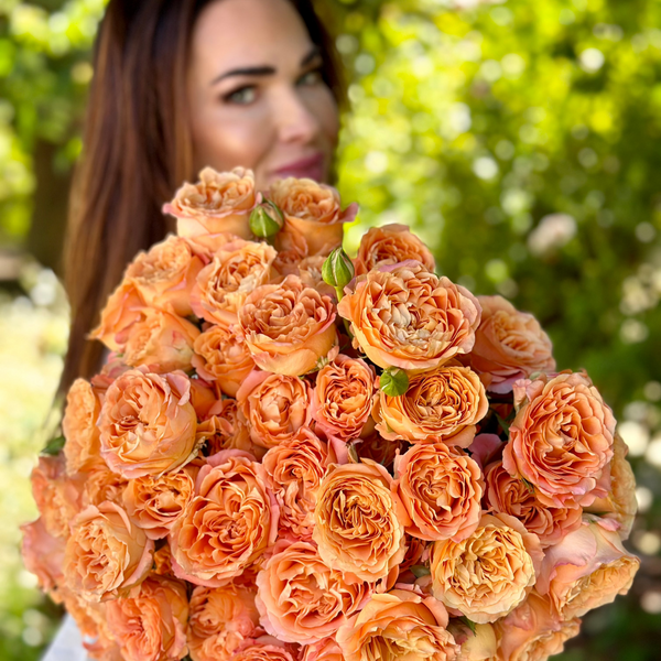 Apricot Lace Rose Bush