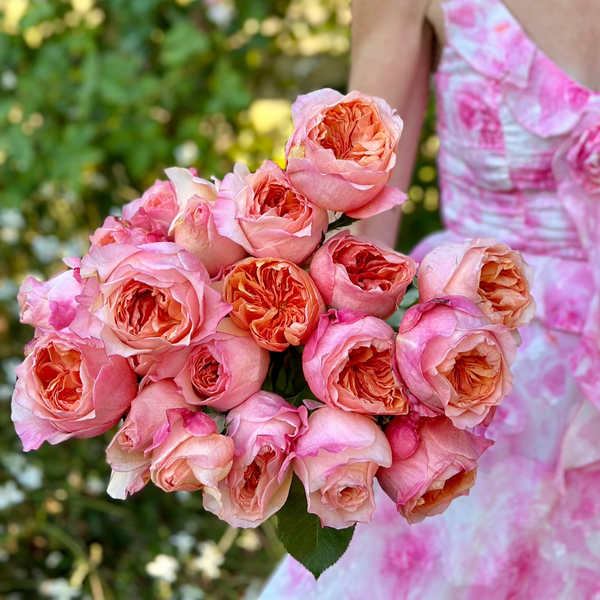 Victorian Secret™ Rose Bush