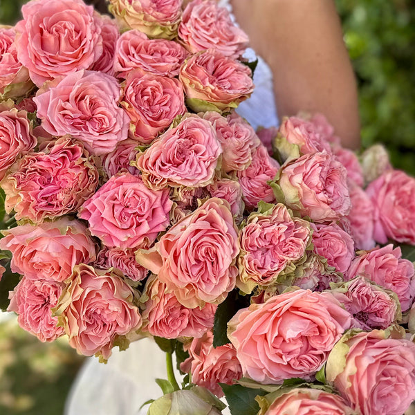 Country Spirit Girl Rose Bush