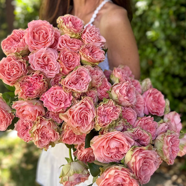 Country Spirit Girl Rose Bush