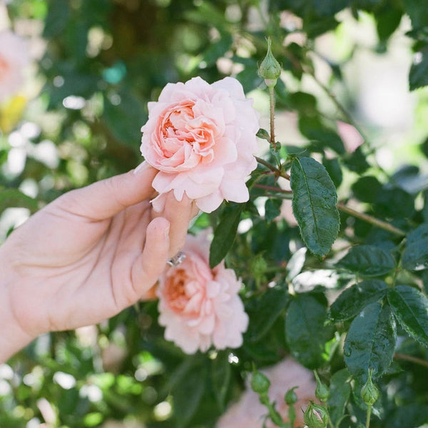 Colette™ - Climber Rose Bush