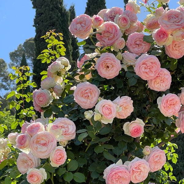 Eden Climber® (Pierre de Ronsard) Rose Bush