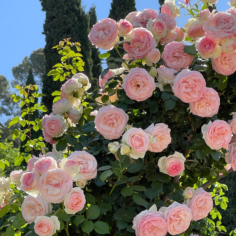 Eden Climber® (Pierre de Ronsard) Rose Bush