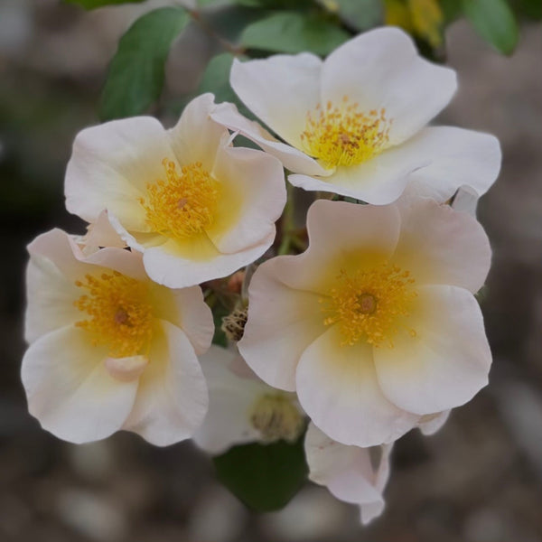 Sally Holmes - Climber Rose Bush