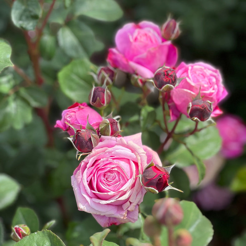 Cathedral Bells™ Rose Bush