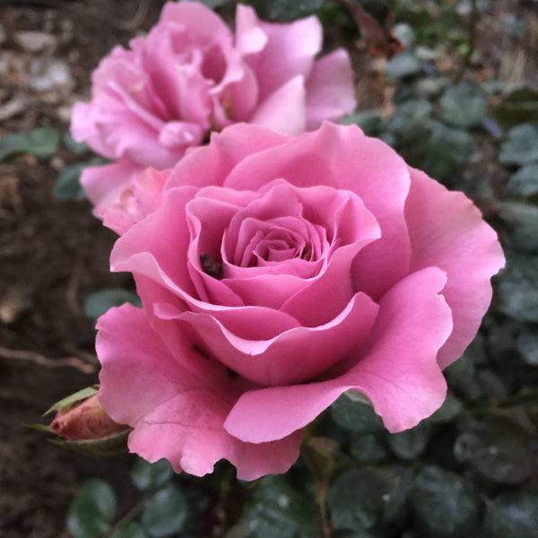 Angel Face Rose Bush