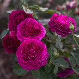 Twilight Zone™ Tree Rose Bush