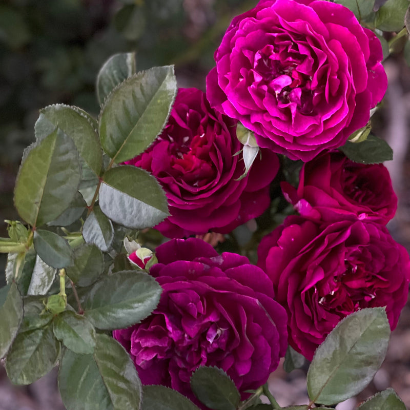 Twilight Zone™ Tree Rose Bush