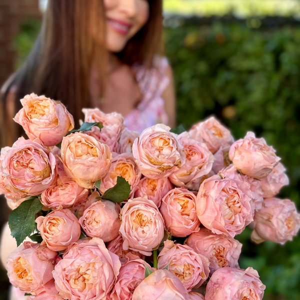 Georgia Peach™ Rose Bush