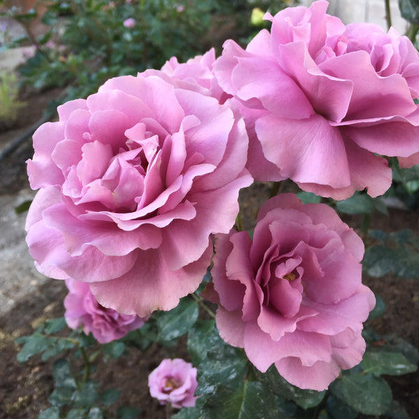 Angel Face Rose Bush