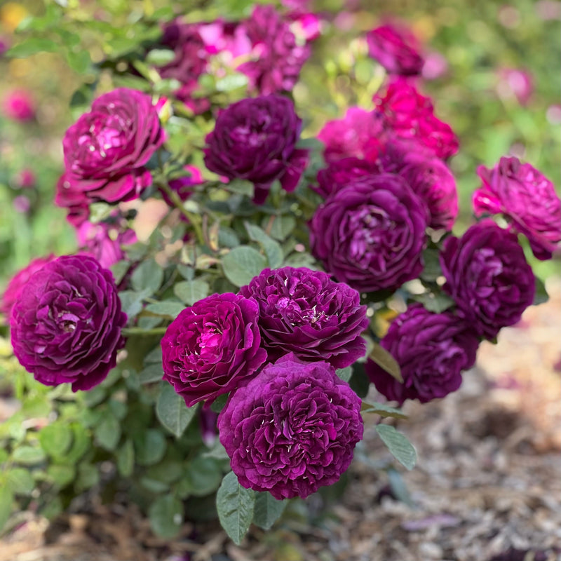 Twilight Zone™ Tree Rose Bush