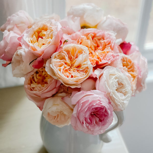 Blush Garden Rose Bundle – Grace Rose Farm