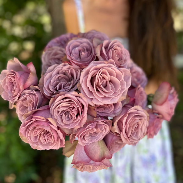 Montmartre Rose Bush