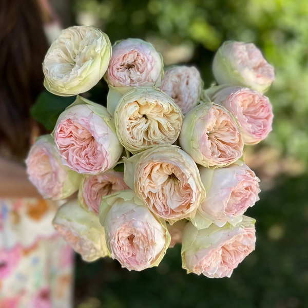 Pinky Pie Rose Bush