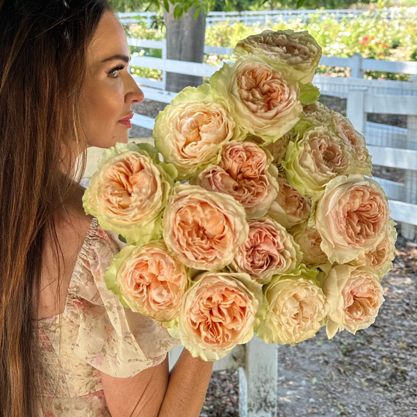 Victorian Bride Rose Bush