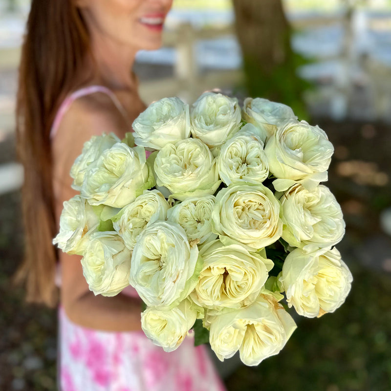 Marble Arch Rose Bush