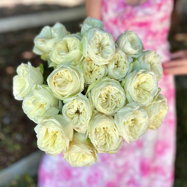 Marble Arch Rose Bush