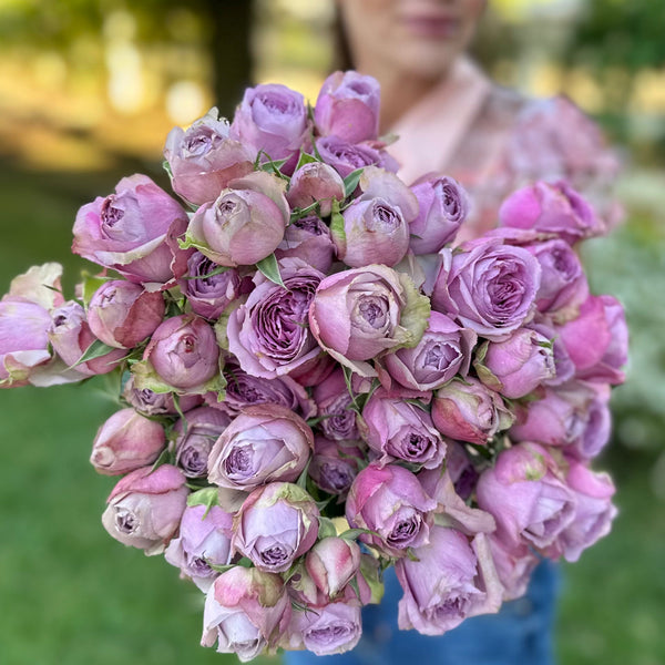 Lavender Lace Rose Bush