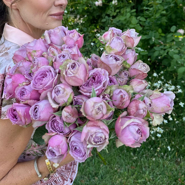 Lavender Lace Rose Bush