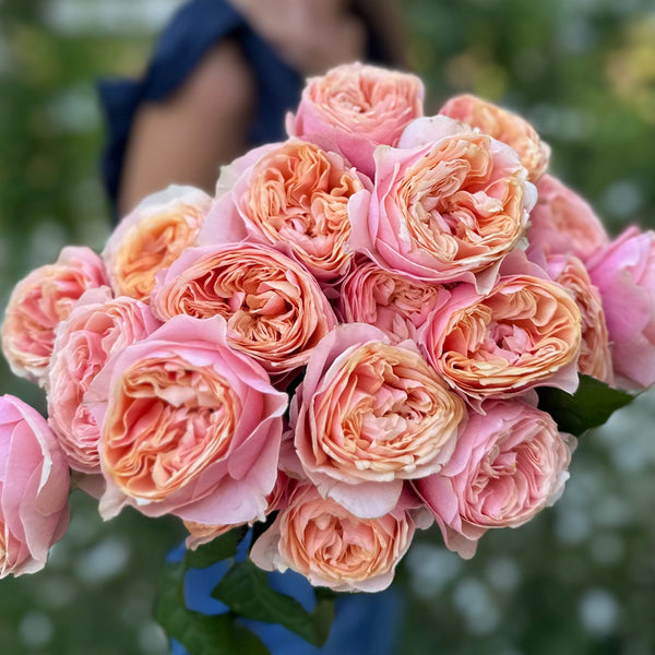 Vuvuzela Rose Bush