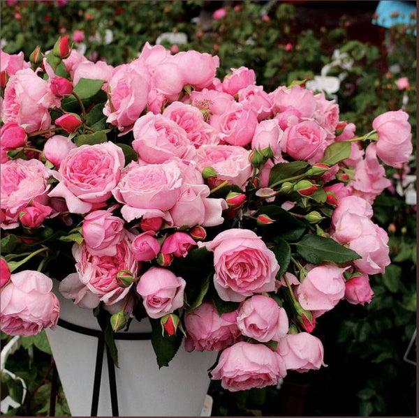 Arborose® Kiss Me Kate™ - Climber Rose Bush