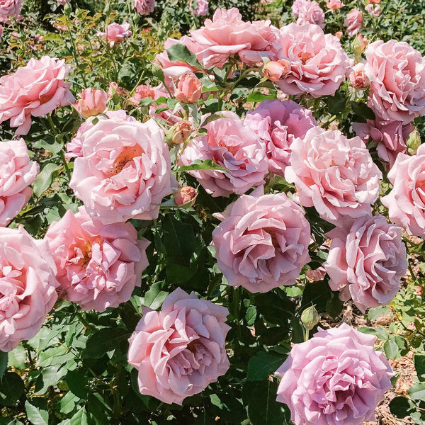 Koko Loko™ 36” Tree Rose Bush