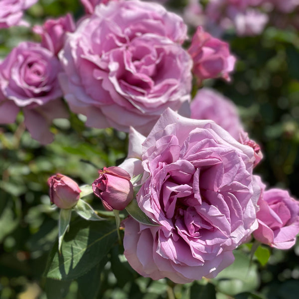 Love Song™ Rose Bush