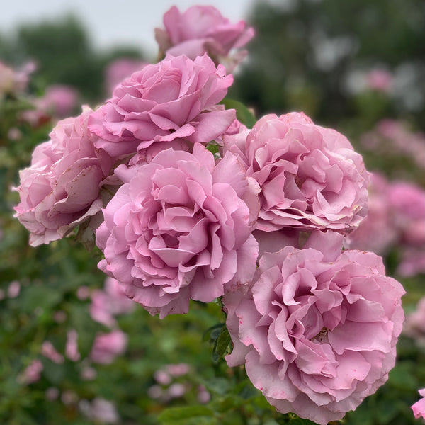 Love Song™ Rose Bush