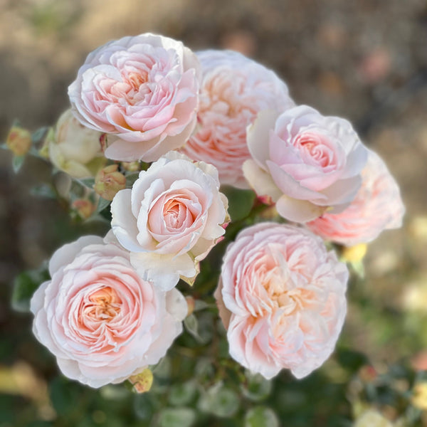 Moonlight in Paris™ Rose Bush