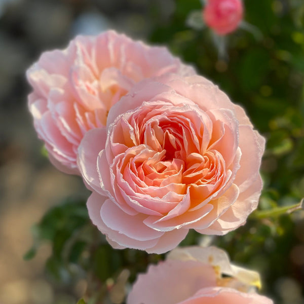 Moonlight in Paris™ Rose Bush