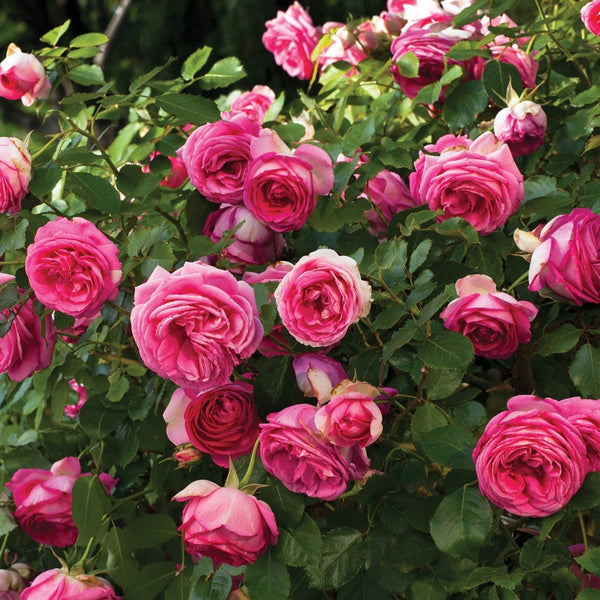 Eden Climber® Pretty In Pink Rose Bush