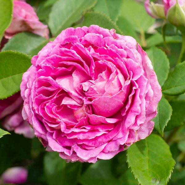 Raspberry Cupcake™ Rose Bush