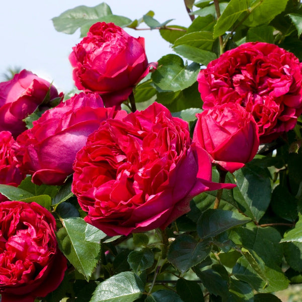 Eden Climber® Red Rose Bush