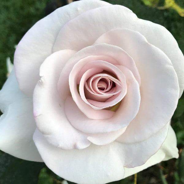 World War II Memorial Rose™ Rose Bush