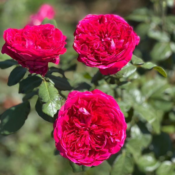 Rouge Royale™ Rose Bush