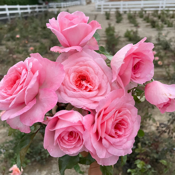 Sunbelt® Savannah™ Rose Bush