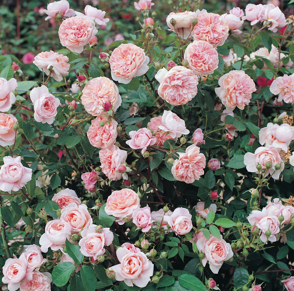 Colette™ - Climber Rose Bush